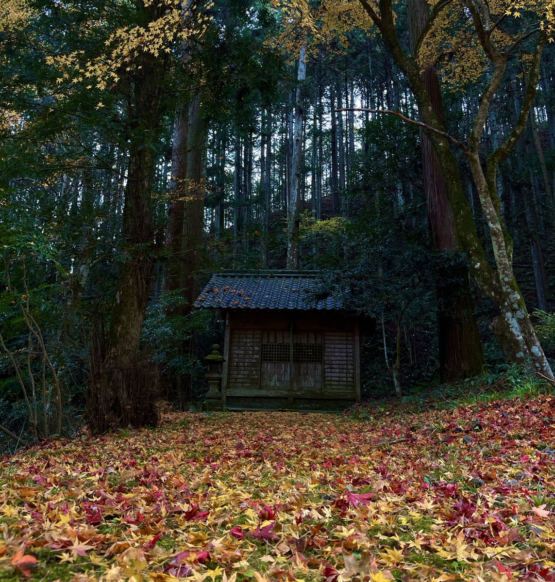 森のフォトスタジオ〜丹波〜 tweet media