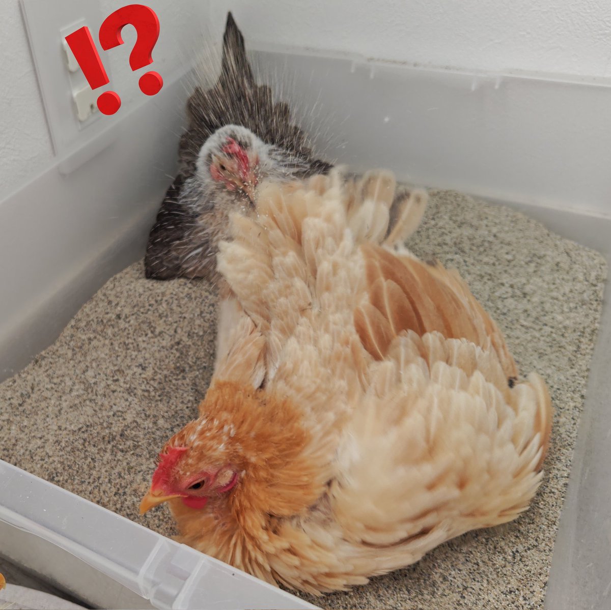 ポポチョロ🐦💨 (@1b4fc39ec9e04d3) / Posts / X