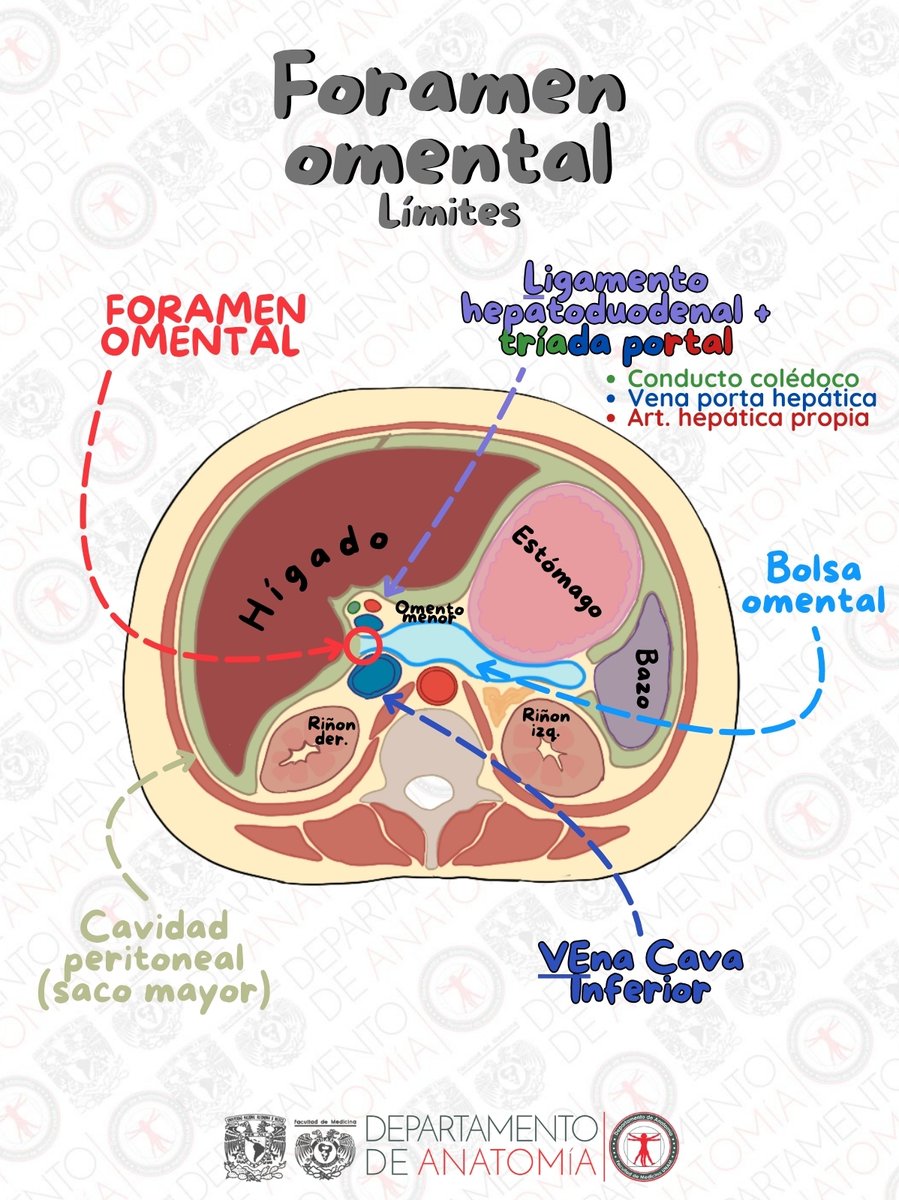 AnatomiaUnam's tweet photo. ¿Ya lograste aprenderte los límites del foramen omental? 😁
¡Te ayudamos a que ya no se te olviden!
Cuéntanos, ¿cuál tema de este bloque se te ha complicado más de momento? 🤔
#AnatomiaUnam #facmed #Peritoneo https://t.co/wuhPZ6biqk
