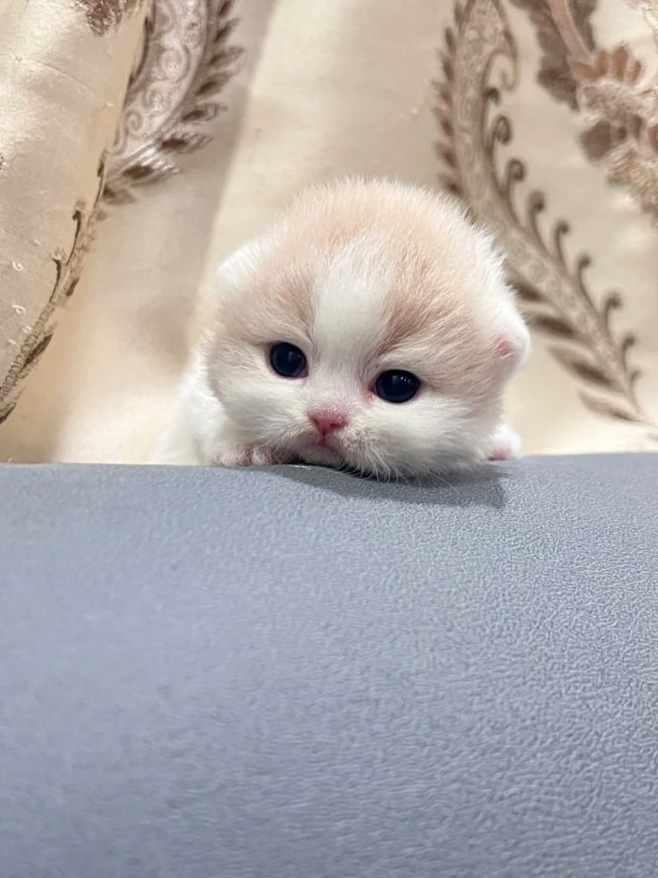cutestscats's tweet photo. Hide and seek pro 😼 https://t.co/gXB2ljtxRb