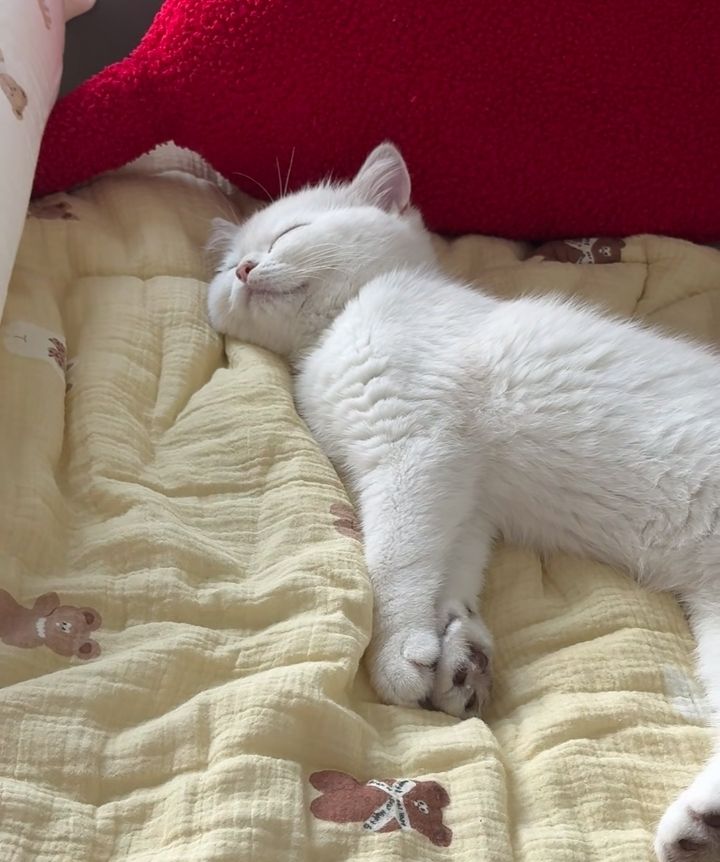 cutest cats (@cutestscats) on Twitter photo 