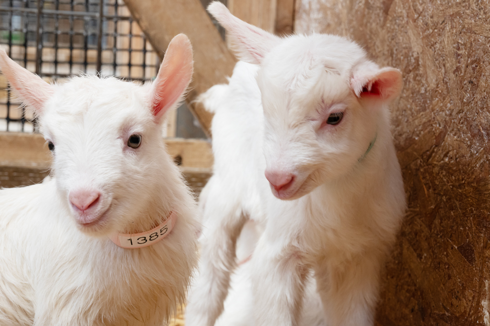 ミームのヤギさんファン マシンガントークヤギ - ibisPaint