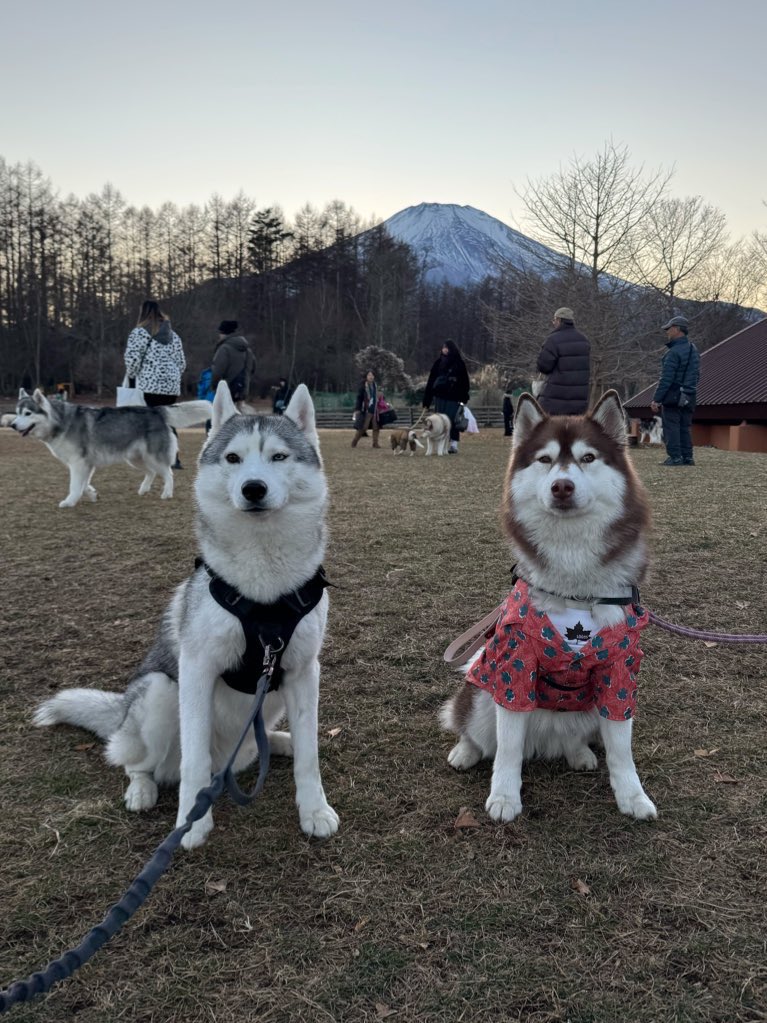 ︎✿あんず✿ハスキー (@husky_anz0516) / Posts / X