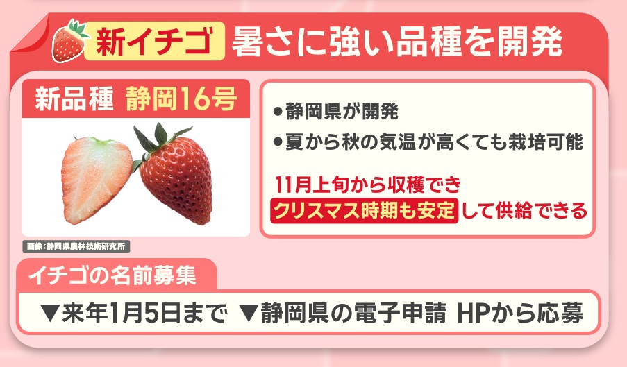 こうした中、暑さに強い品種が開発されています。 新しい品種の『静岡