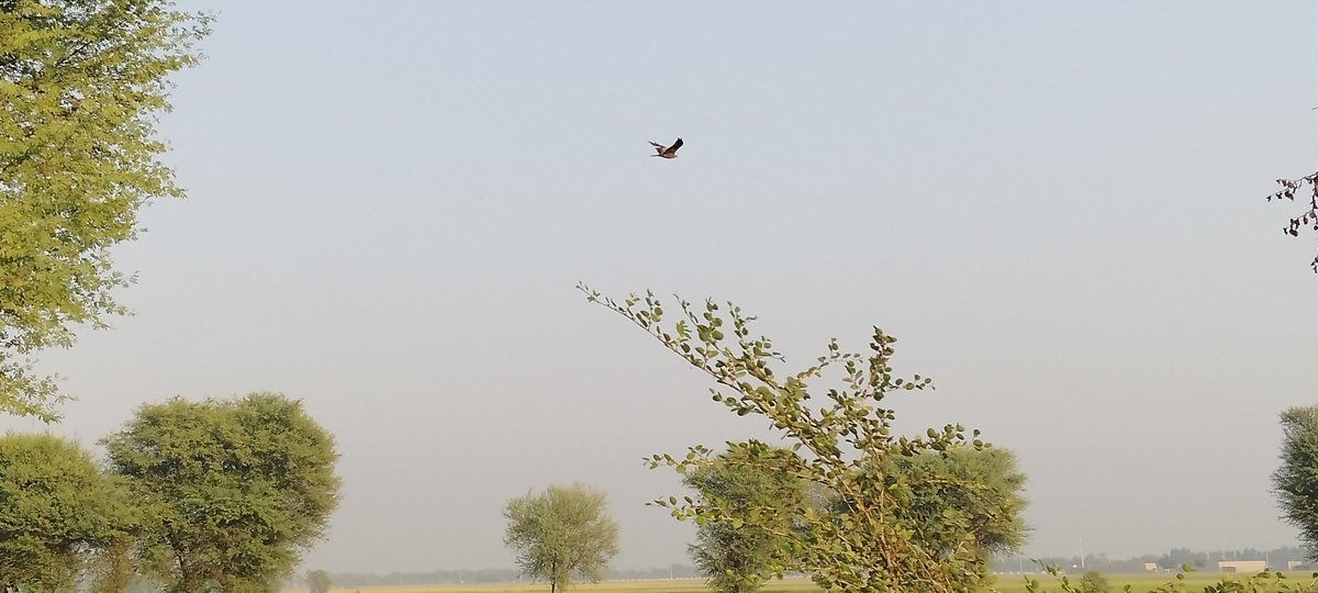 Ardo Sindhi ارڏو سنڌي tweet media