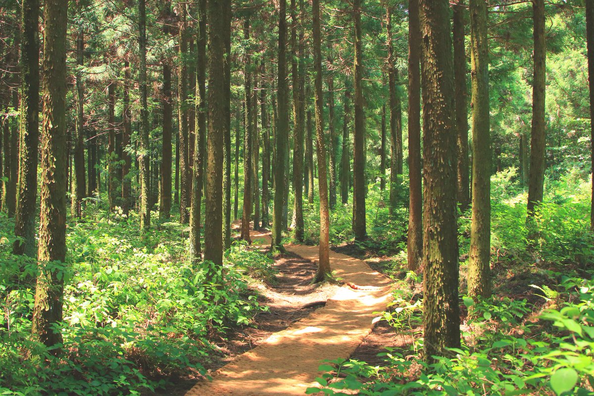 jenga_future's tweet image. Trees teach us patience 🌳
They grow quietly, withstand storms, and still give shade.
In a fast world, nature reminds us that growth takes time, and resilience is built slowly. #trees #nature #Resilience  #ClimateAction #ForestWhisperers