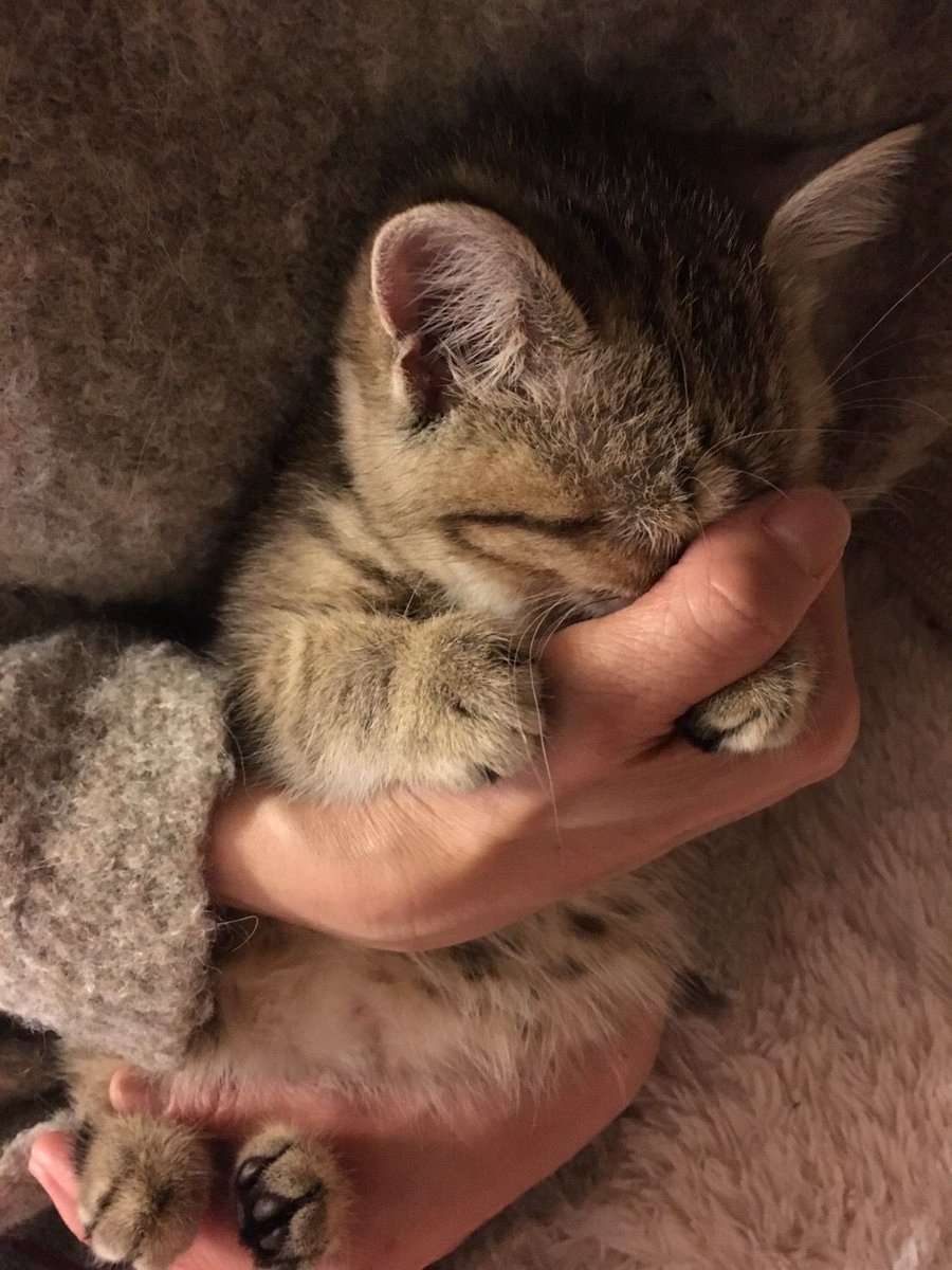 cutest cats (@cutestscats) on Twitter photo 