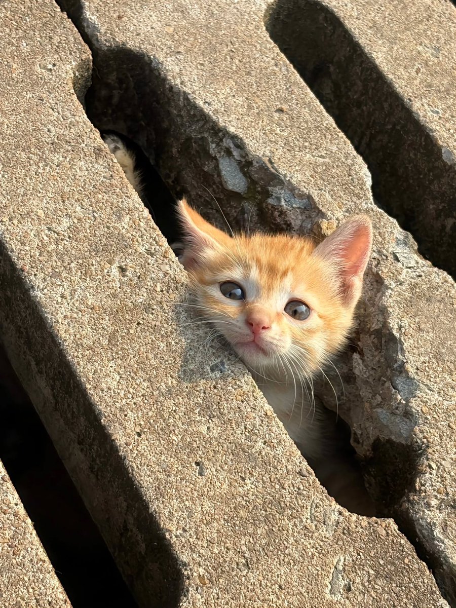 cutestscats's tweet image. 