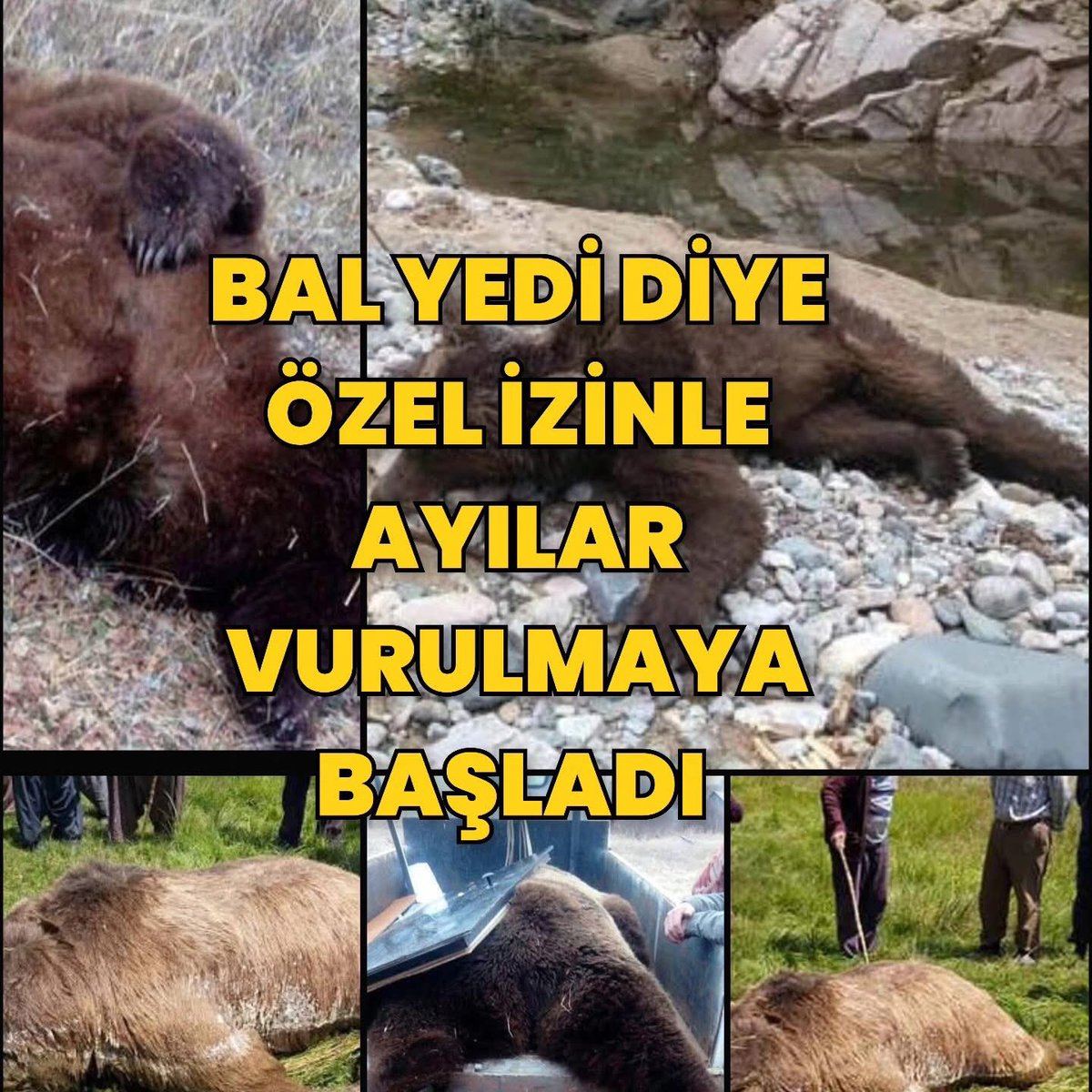 KURTLAR TÜM EKOSİSTEMİ DENGEDE TUTAR. KURTLARI ÖLDÜRÜP, Sayılarını azalttılar. Şimdi Ayılar çoğaldı diyip ayıları vuruyorlar DOĞANIN BİR DENGESİ VAR! BUNU BOZARSANIZ! DOĞA VERDİĞİNİ ALIR! SİZ DOĞAYA KAFA TUTMAYA,  DEVAM EDİN.... HAKKINI ELBET ALACAKTIR!. #ZulmeOrtakOlmayacağım