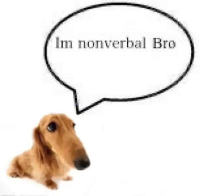 caninepoetry tweet media