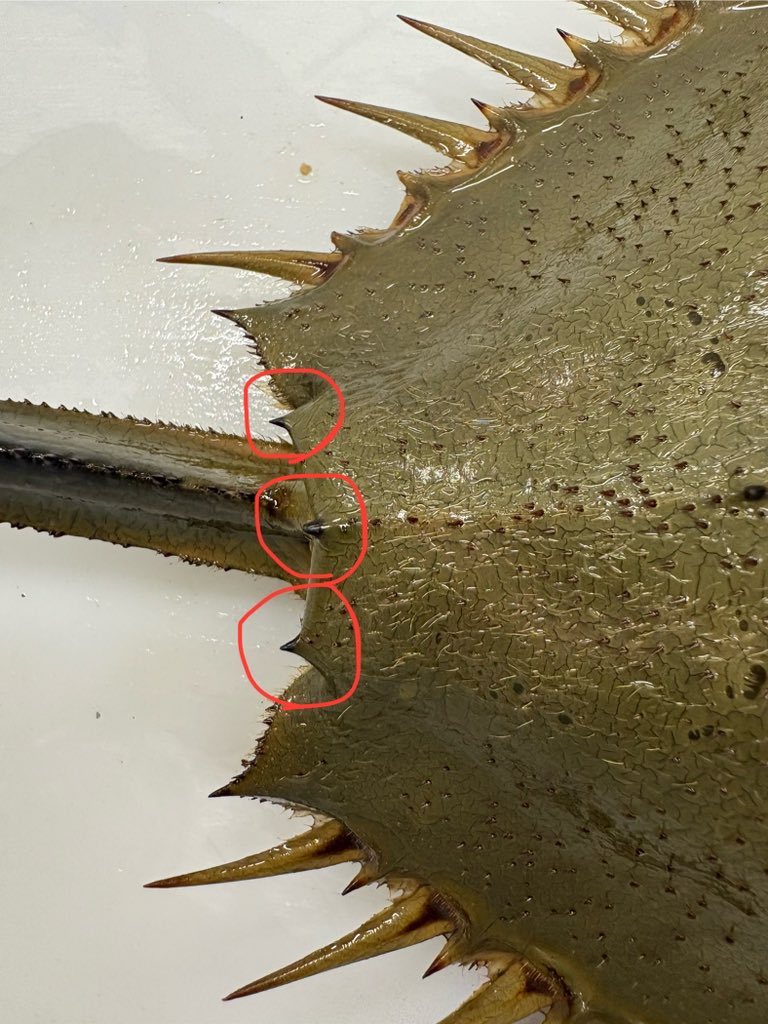 カブトガニの学名はTachypleus tridentatusといい、種小名がtri:3つの