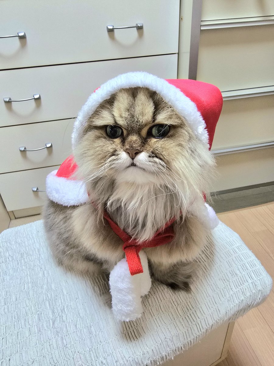 platinum_mo's tweet photo. 🎄Xmas Illumination✨
岡山のイルミキレイでしたね✨✨

今年も後、半月ほど😄
なにしようかな〜
とりあえず暖かい所で
冷たい🍧でも食べよ😌

家の😺はいつもの定位置で暖かにして
寝てばかりです😊 https://t.co/tXJrPIKBp1