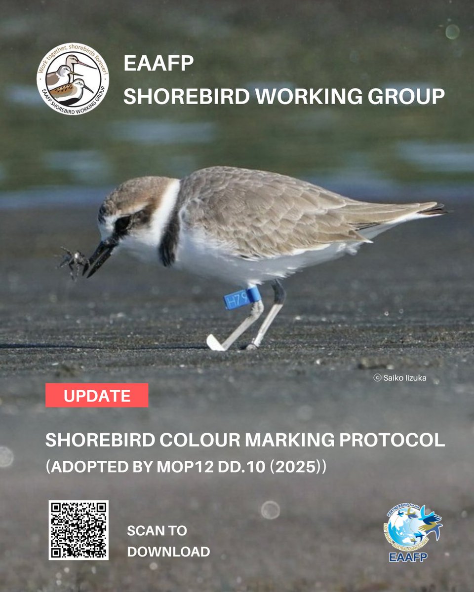 🕊️ Colour marking identifies individual shorebirds and tracks migration and population trends across the #EAAFlyway
 🔍 Use the 2025 colour chart as a field guide and report your sightings—every resighting counts.
eaaflyway.net/coordination-o…

#EAAFPShorebirds