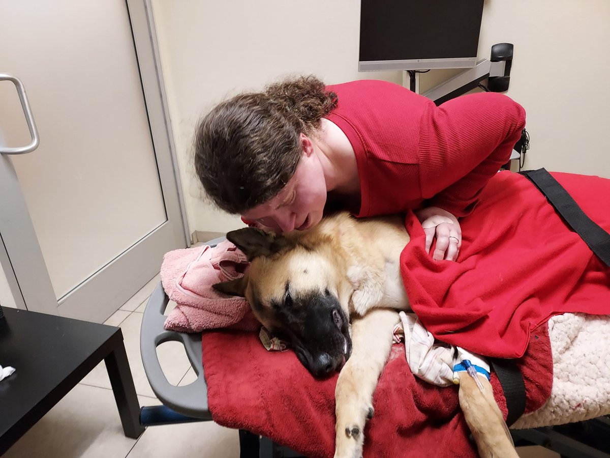 Catlover0105's tweet photo. Our puppy of 11 months got hit by a car and had to be put to sleep. Run free sweet girl. Well miss you. 😭😭 https://t.co/aDEOf6DZVQ