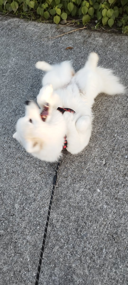 道の真ん中でいきなりコンクリに身体擦り付けるきょうのいぬ❄🐶