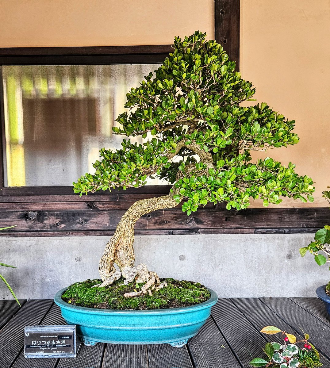 昭和記念公園・日本庭園】 「盆栽」 