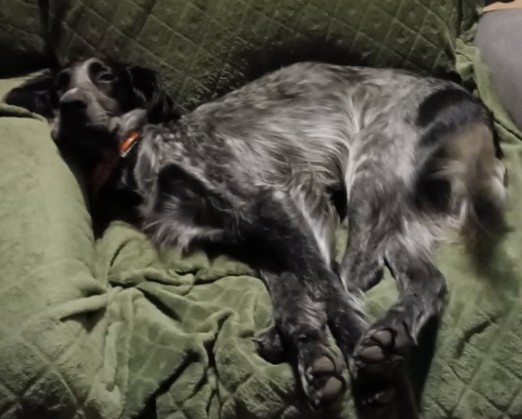 MissingTarn81's tweet photo. 18.12.25 Perdues : 1 chienne Husky + 1 chienne Setter noir/blanc, à Graulhet (rue Saint Pierre). "Vénus" et "Vecxa". Pucées. Contact ici (ou amenez-les chez un véto) : https://t.co/yLpVC0rGAM #Tarn #chien https://t.co/GNgTvKs3E5