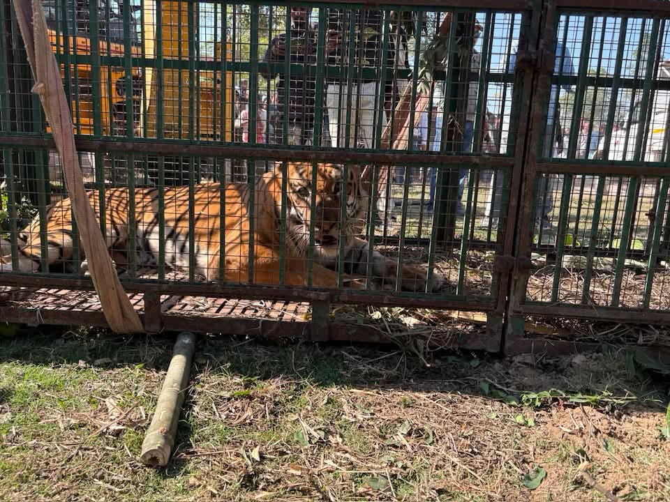 Mangaldoi Wildlife Division tweet media