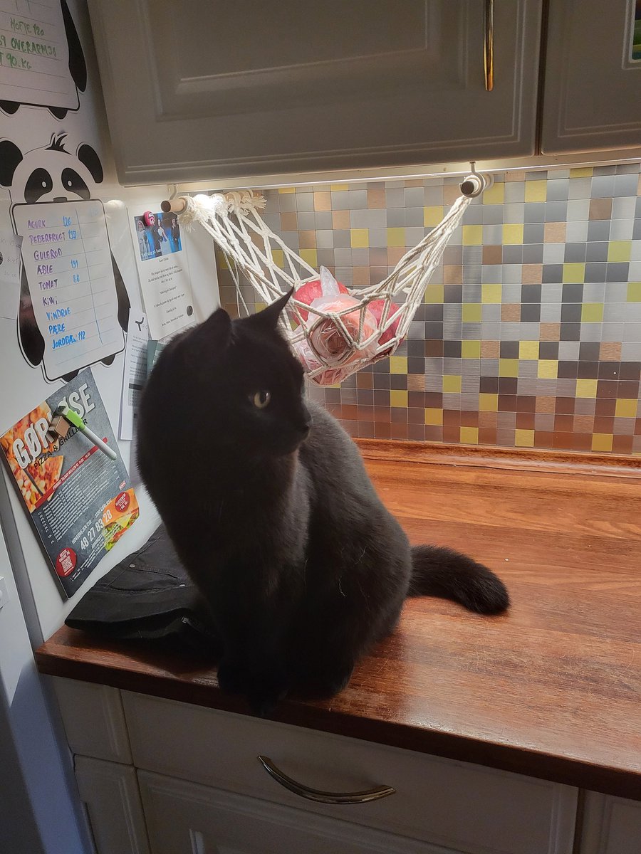 MariaGilsgaard's tweet image. I don't know why but apparently it is very important to guard the pomegranats 🤔