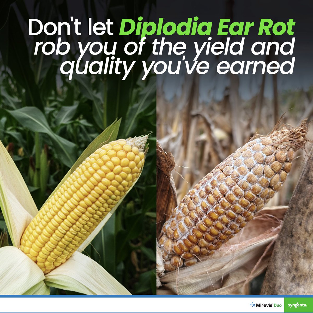 Diplodia ear rot control starts with the right product at the right time. Miravis® Duo safeguards grain quality and protects your investment from yield loses. ​

An application of Miravis® Duo ensure a total peace of mind. ​

#MiravisDuo #SyngentaZambia