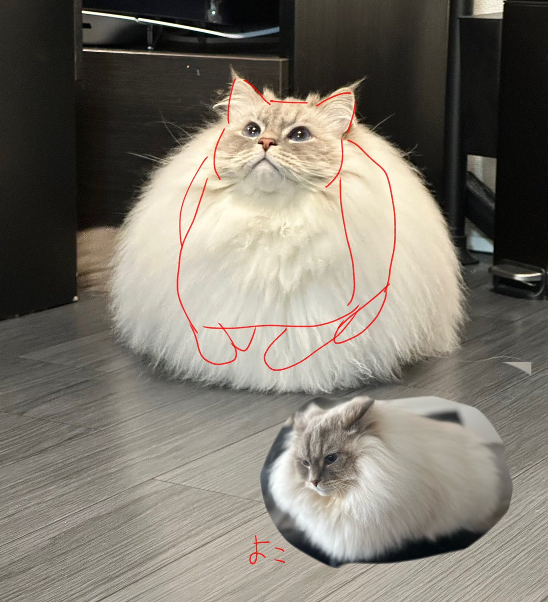 【いれぶん🐾໊】サイベリアン (@eleven11neko) on Twitter photo 