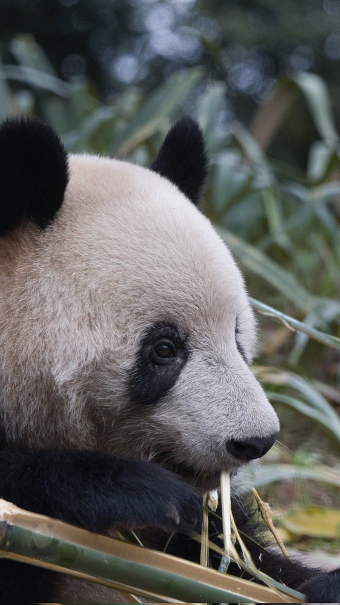 専用　シャンシャン　彩浜　楓浜 kanchan (@kan_xiangxiang) / Posts / X