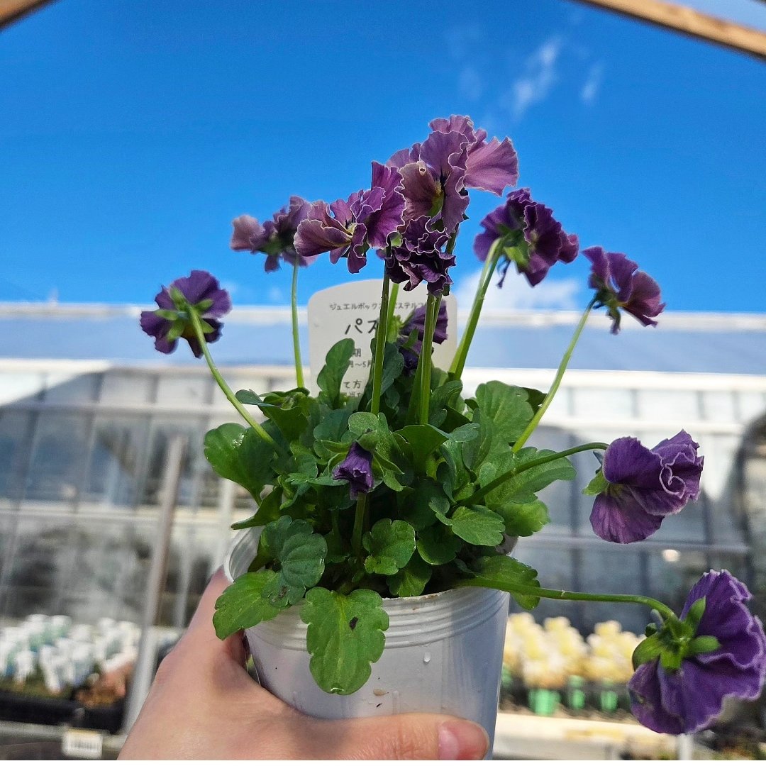 パステルフリル　ビオラの寄植え ビオラ（フリル咲き）パステルフリル（ミックスアソート)✨️桂楓園