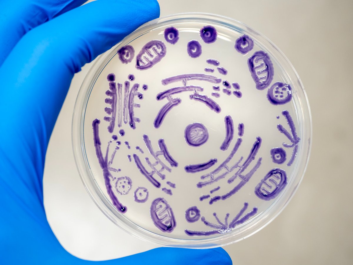 微生物アートのご紹介      
「#体細胞」（修士2年生の犬塚さん作） 
使用微生物：Chromobacterium属細菌 
使用培地：標準寒天培地