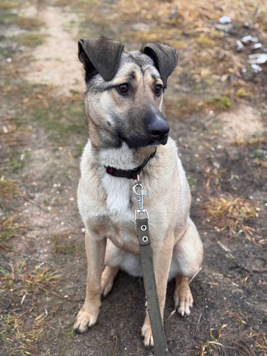 #Москва и МО
🎄 Ищем любящий дом для Бури – нежной и ласковой девочки, которая очень нуждается в семье! 🏡 🐕
Буре около 10 месяцев. Она полностью привита, готовится к стерилизации и с нетерпением ждет своих самых надежных и любящих хозяев.