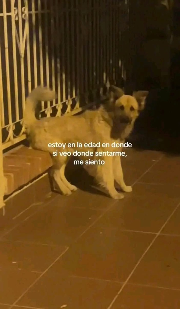 Dilo con perritos (@diloconperritos) on Twitter photo 