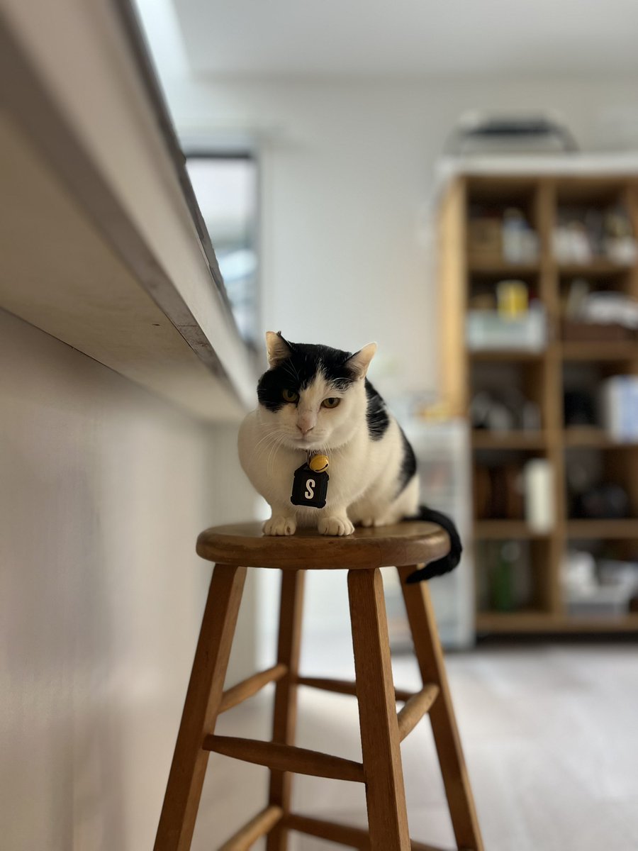 本日中に売れなければ300円❗️最新作✨ポスカサイズ額付き「千載一遇にゃんこ」 ほしい〜🐰💕 #めるすたぐらむ🐰🌻