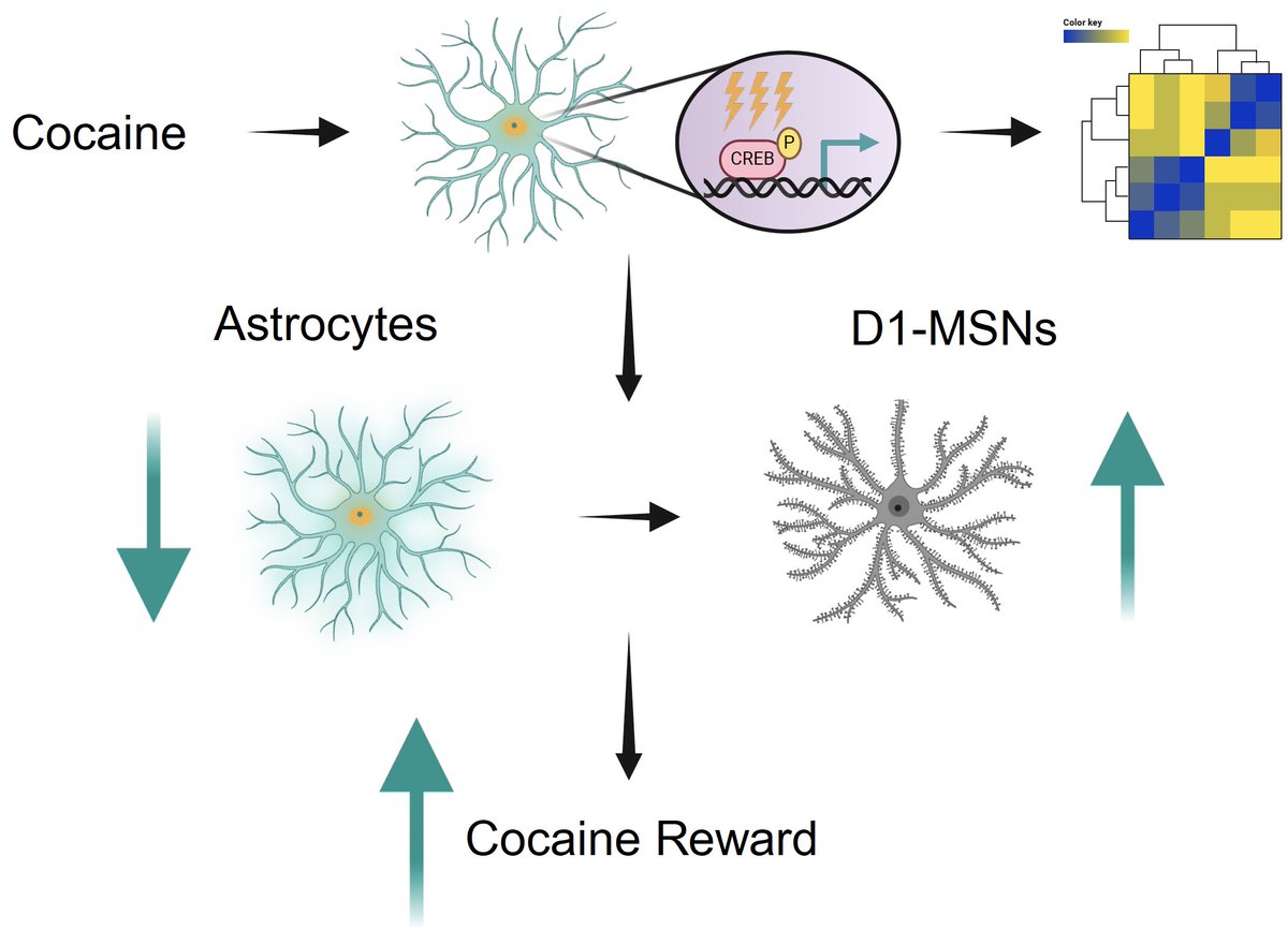 Eric J. Nestler, MD, PhD tweet media