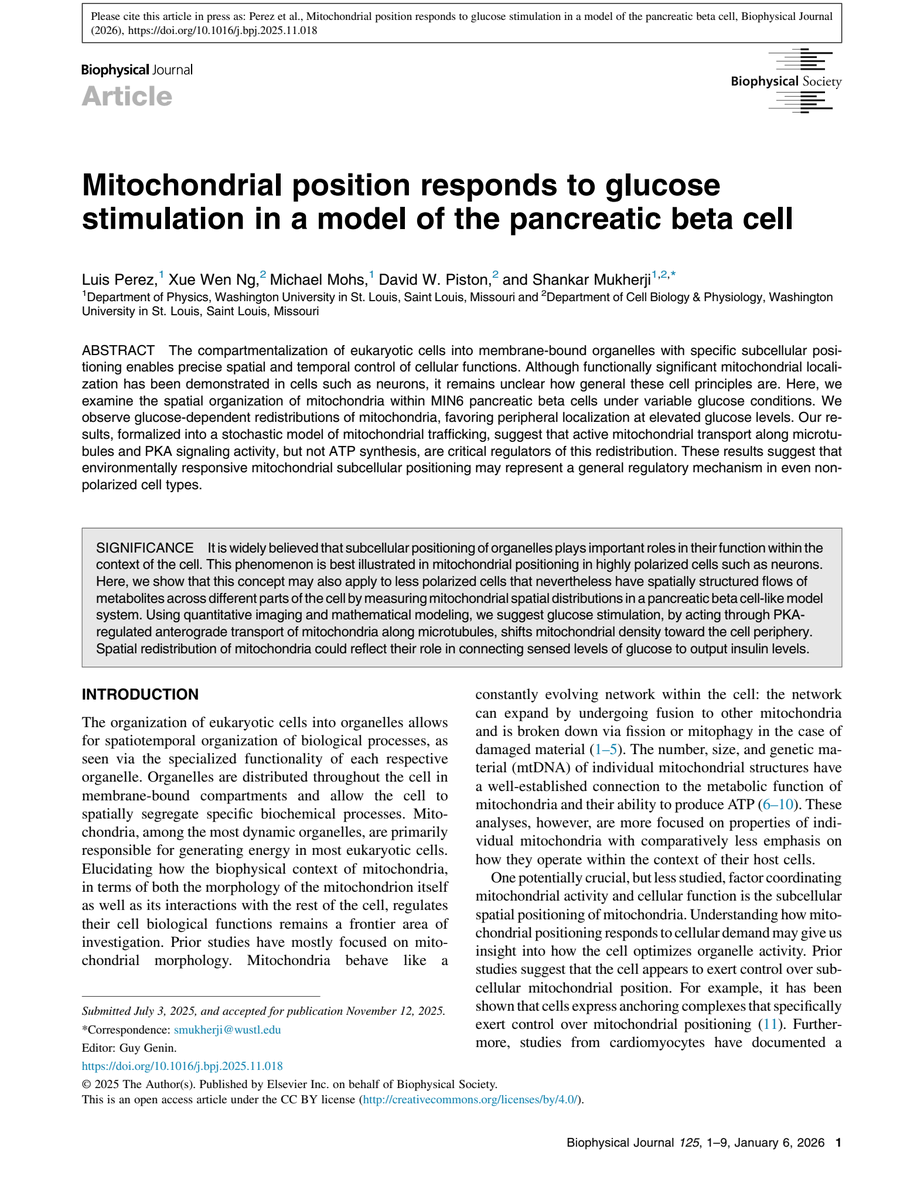CellPressNews's tweet image. Mitochondria migrate toward the cell membrane in response to high glucose levels, and this movement may play a role in regulating #insulin release. spkl.io/6014Air4w

Shankar Mukherji &amp;amp; colleagues
@BiophysJ