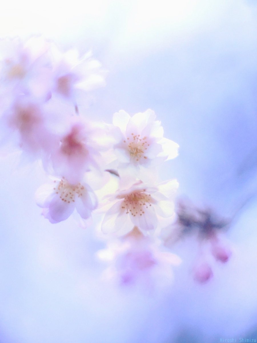 HiroshiYozakura's tweet photo. ジュウガツザクラ
冬のささやかな花明かり https://t.co/LFFiQo4tbK