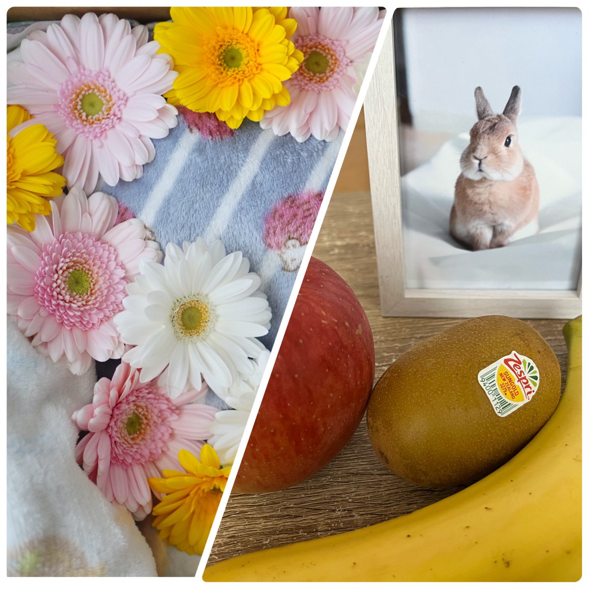 チビ太(CHIBITA🐰)のママ太 (@piccolocibi) / Posts / X