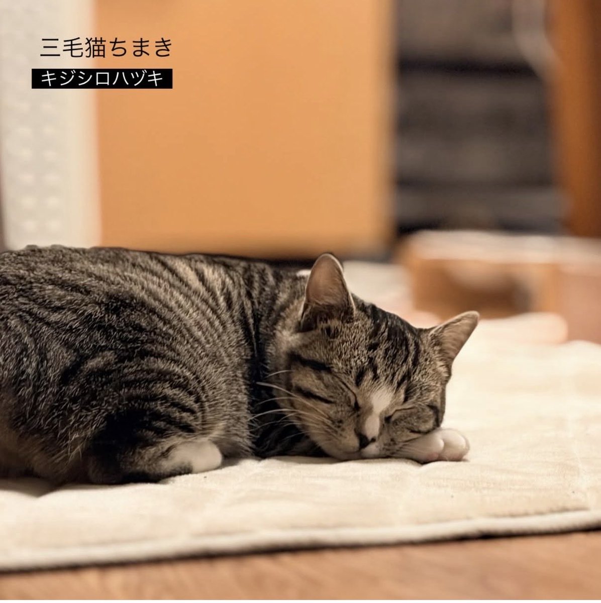 三毛猫ちまき tweet media