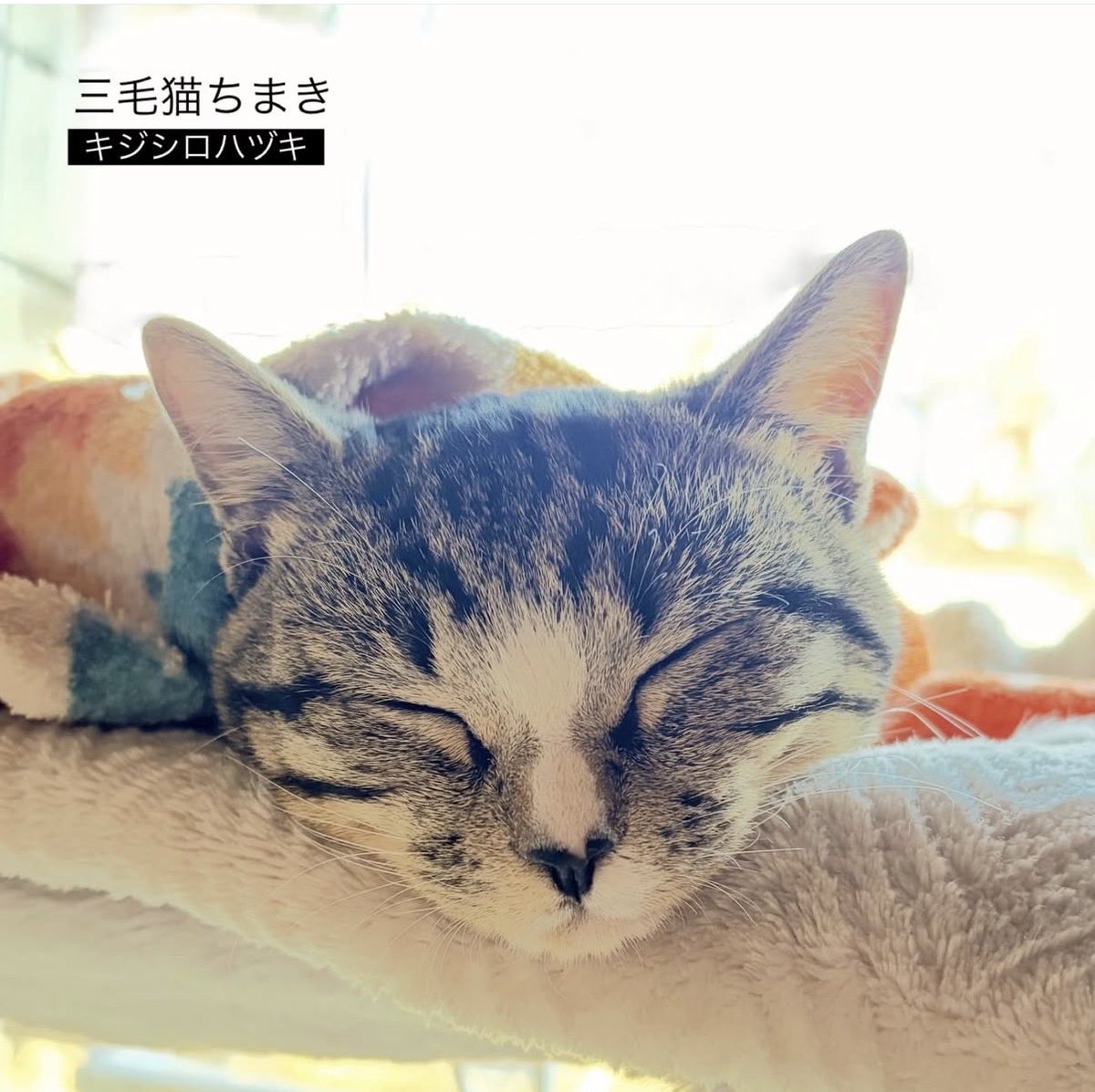 三毛猫ちまき tweet media