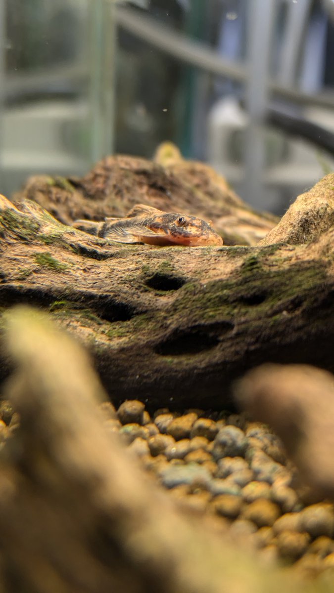 ズーズーカンパニー アクアイズム (@AquaismSendai) / Posts and