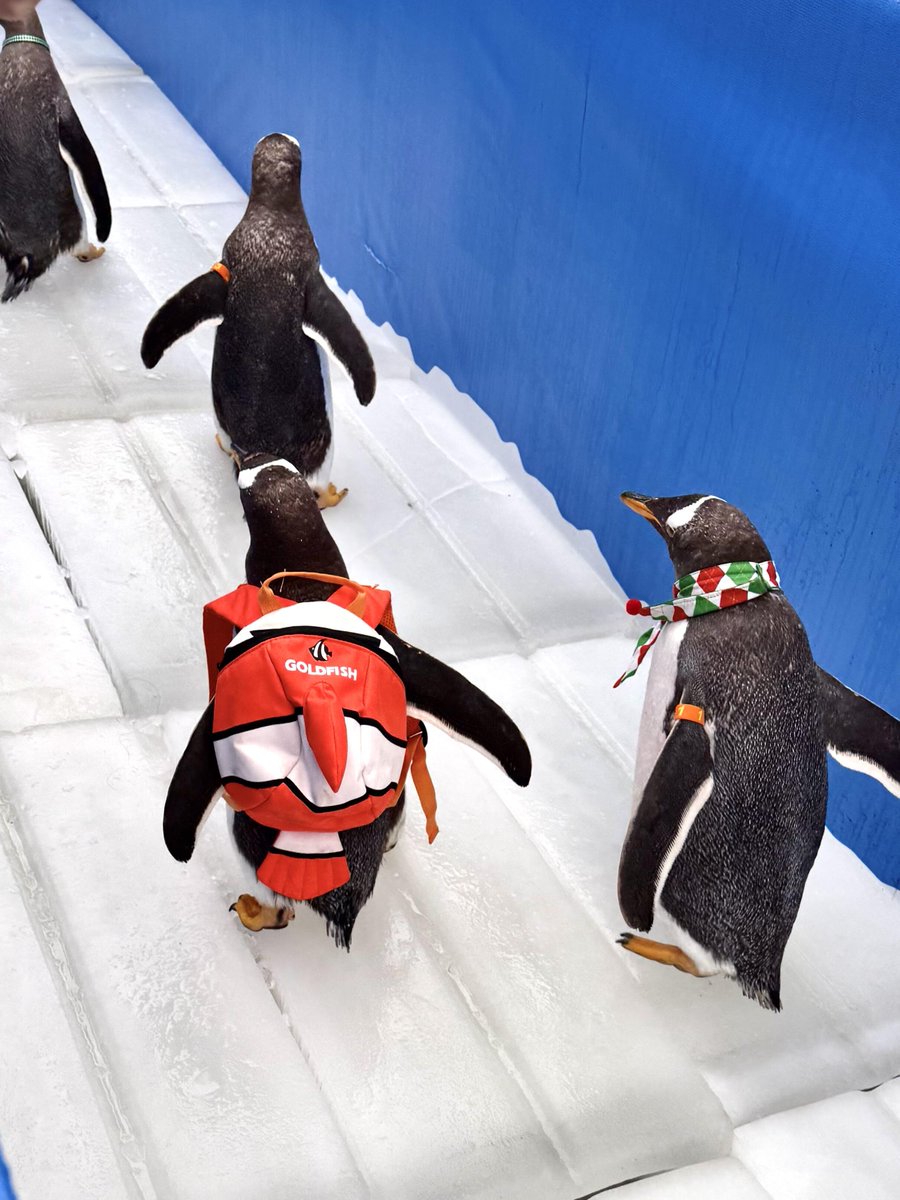 Jiascinating's tweet image. Jiaxing people, attention please—the penguins have arrived! 🐧👀

📸@_袁源源_ 

#AnimalFun #LocalJoy #Penguin