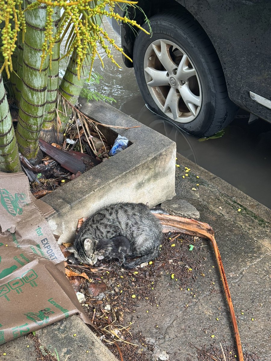 mat31088's tweet image. Tanto te llore bb que al día siguiente en plena lluvia me encontré con esto…