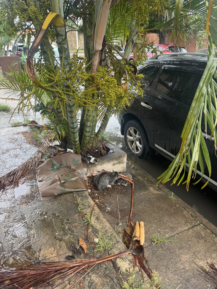 mat31088's tweet image. Tanto te llore bb que al día siguiente en plena lluvia me encontré con esto…