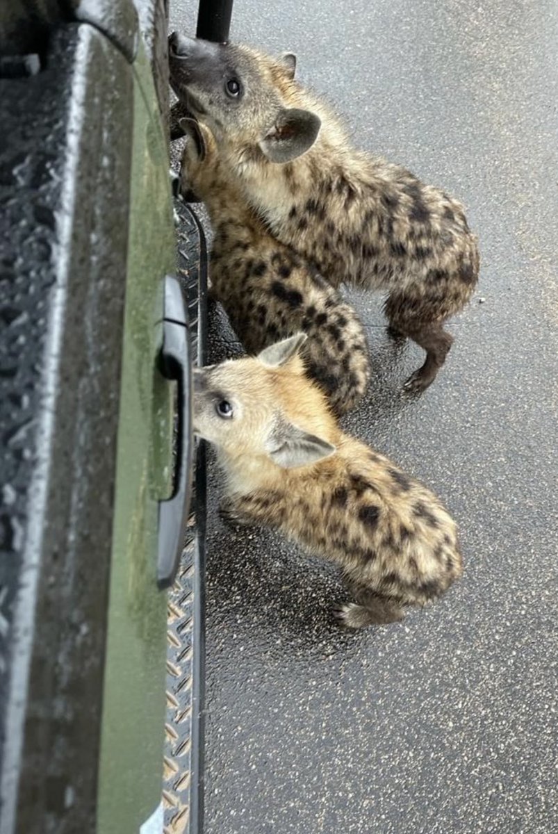 EdwardthembaSa's tweet image. They came to say hi😁😁😁
#Myoffice
📍KNP