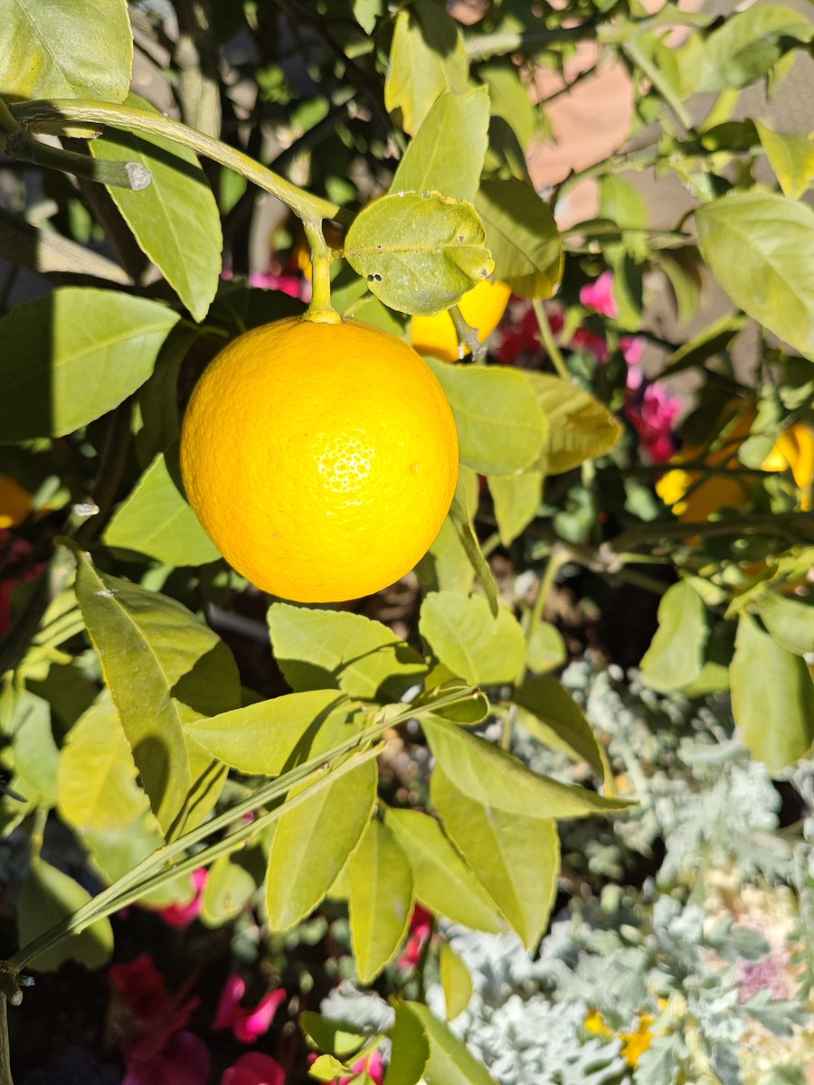 こんなまんまるなレモンの種類あるんだ。確かに葉っぱはレモンなんだよな……