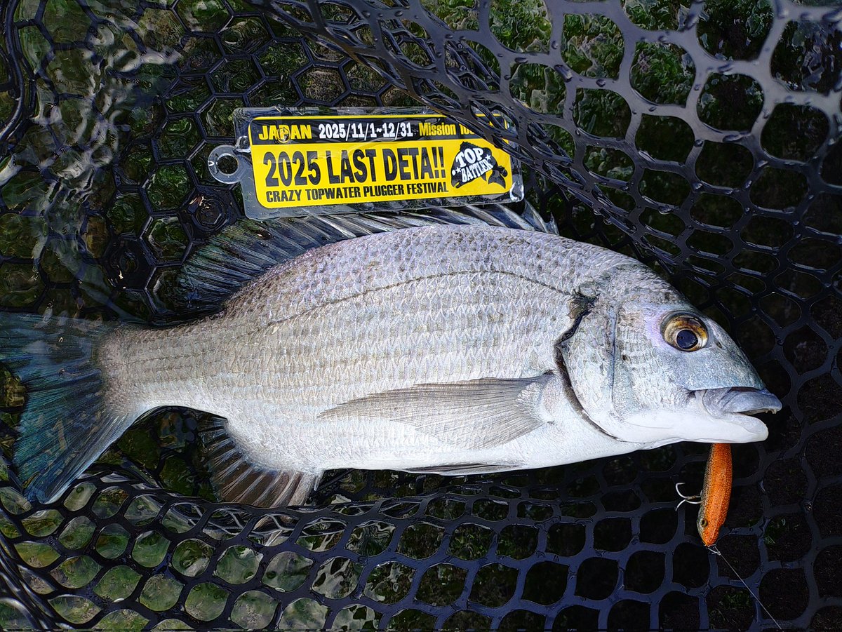 今日は休み😁 ウェーディングしないと出ないね〜😅 35、36匹め