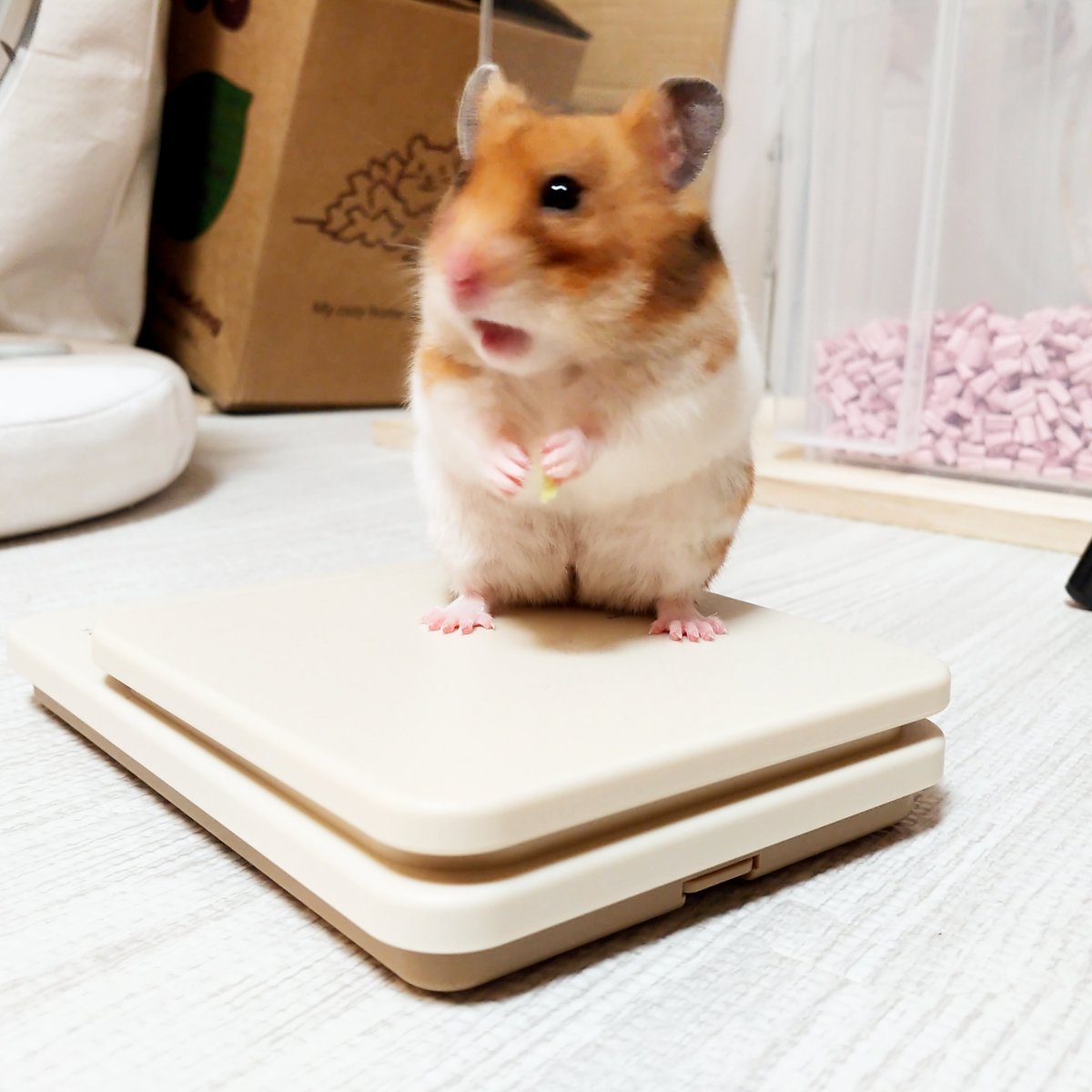 チッちゃんガーン‼️