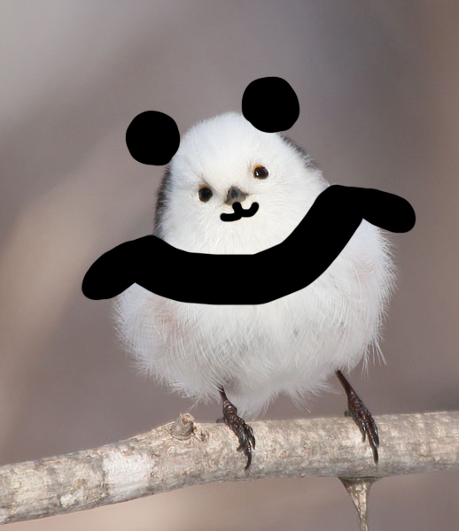 ぼく、シマエナガ。 (@daily_simaenaga) / Posts / X