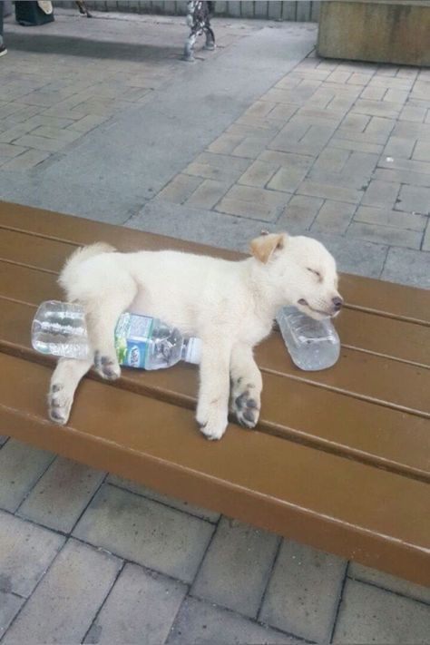 everything dogs 🐶 (@everythingdogss) on Twitter photo 