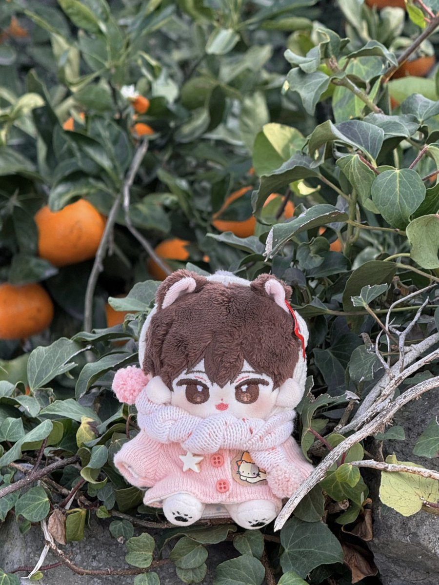 *+:꒰ 람지 ꒱:+* tweet media