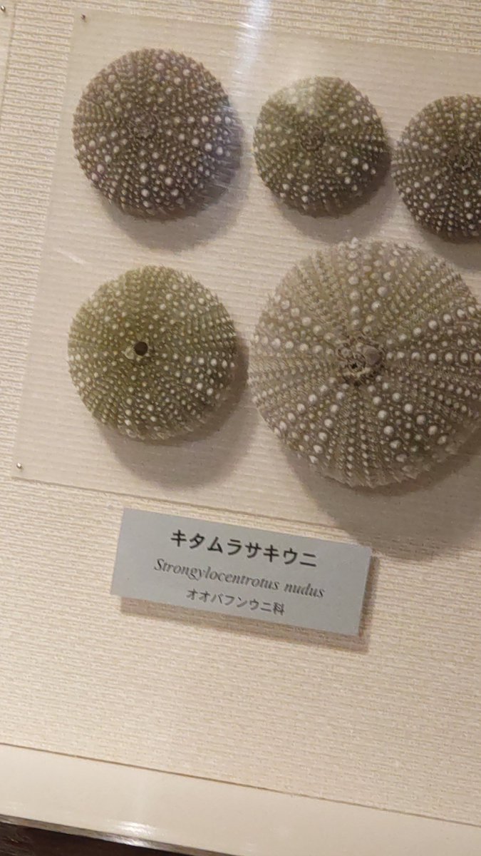 キタムラサキウニ…キタムラサキ…ウニ…きたむらさき………うに………