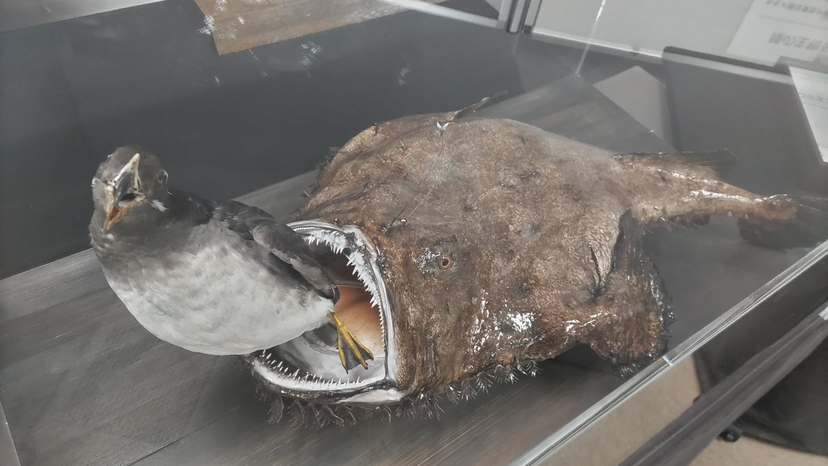 アンコウって…鳥食うのか…